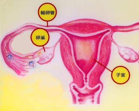 �ѳ�������˥�����ڰY����