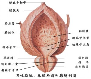 前列腺怎么辦