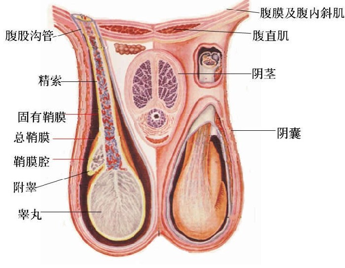 睪丸炎的預(yù)防方法