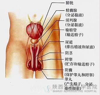 �������ؕ��������Բ�����