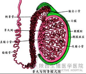 �����Ɍ��²��в�����