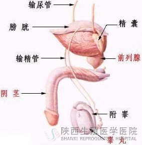 ��Һ�l�S��Ӱ����Ե�����������