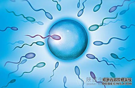 精液量的多少會影響男性的生育嗎