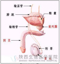 ������С����ʲôԭ�������