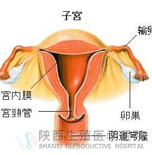 子宮內膜薄會懷孕嗎