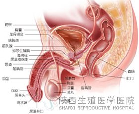 ������ֳϵ�y���ʈD