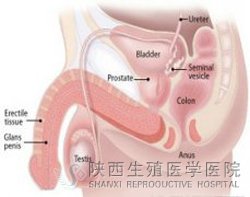 ѪҺ�����܌�(d��o)����o��������