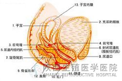 Ů������ί���ǻ��Ч������